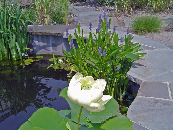 Aquatic plants