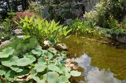 Stream with aquatic plants