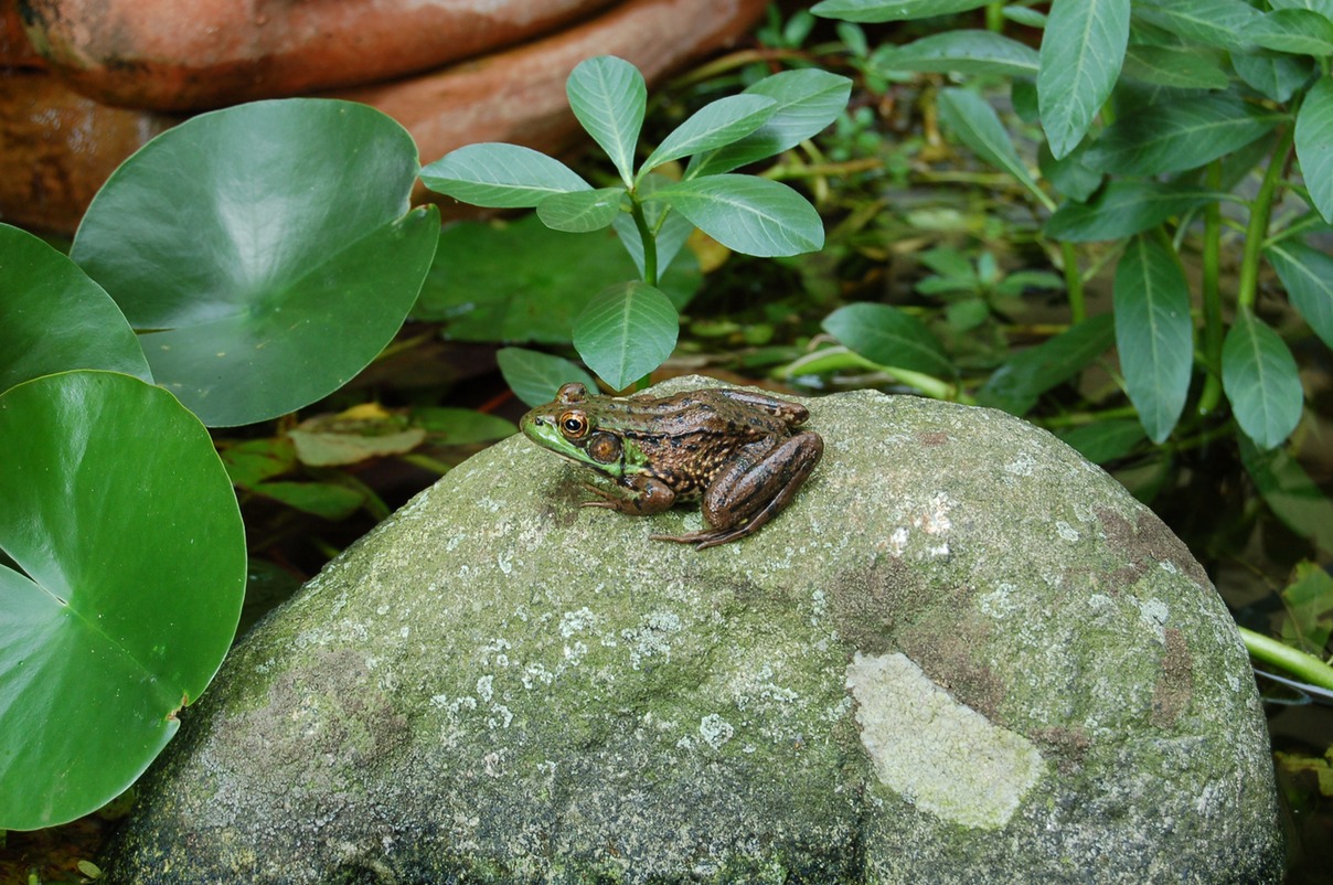 frog