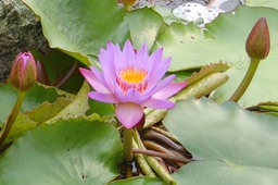 Ponds and Water gardens